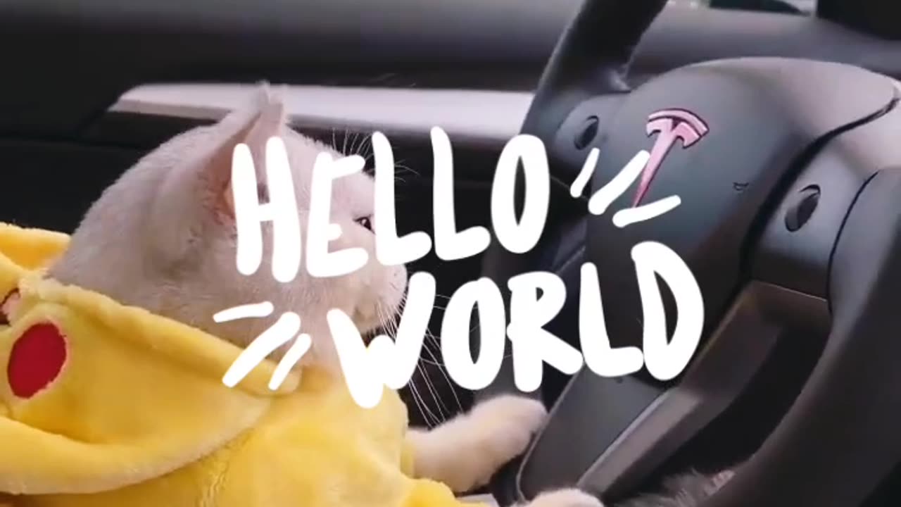 Very Cute Cat 😺 Driving #cat #driving