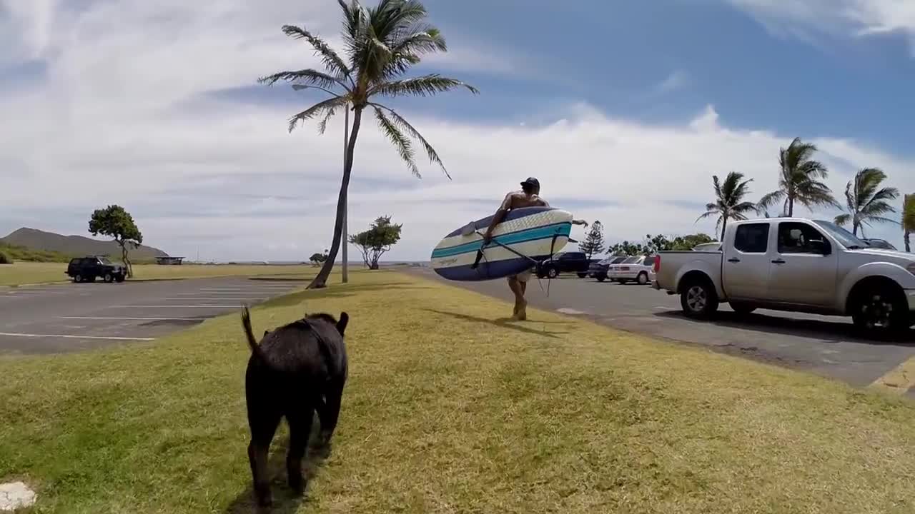 The surfing pig Kama