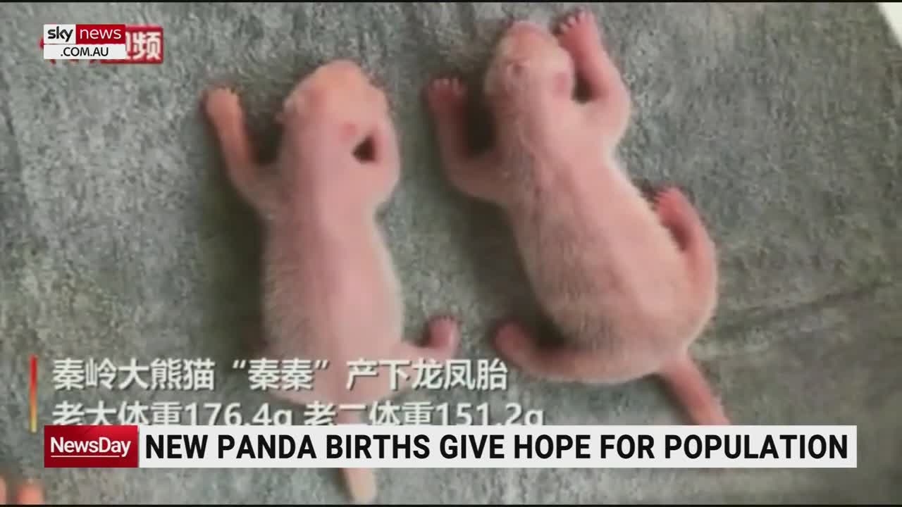 Twin giant pandas have been born at a Chinese breeding centre