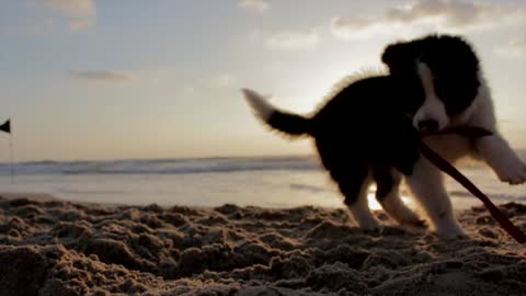 Happy dog having fun on the beach