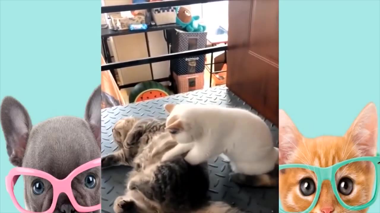 FUNNIEST ANIMALS Funny and Cute Animal Videos 🤣