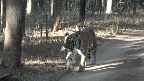 Tigers of India