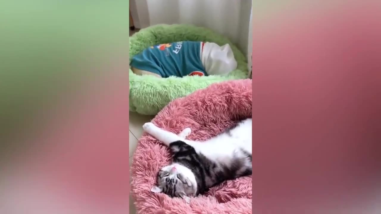 Funny Pets