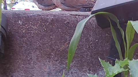 The Doves Are Cold