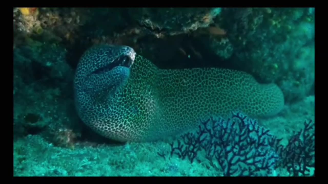 Scuba diving playing with Moray Eel