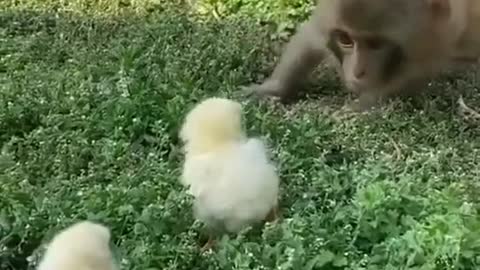 Monkey playing with chicks🤭🤭🤭