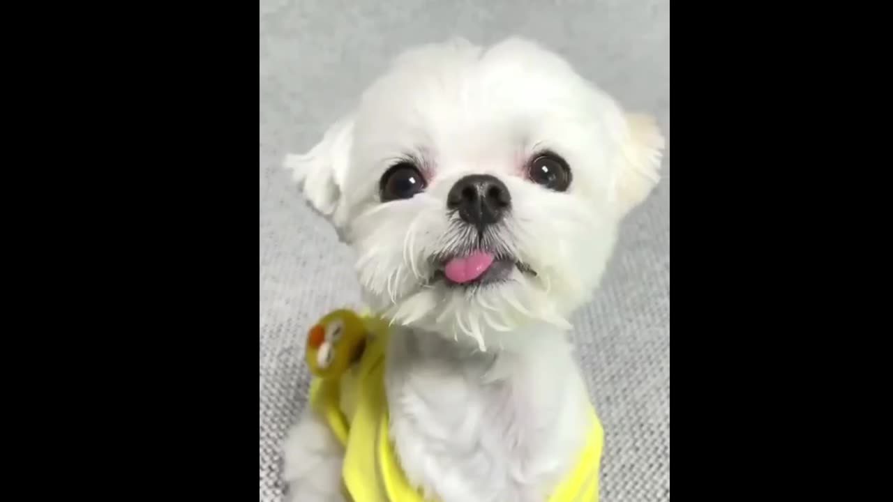 cute puppy video