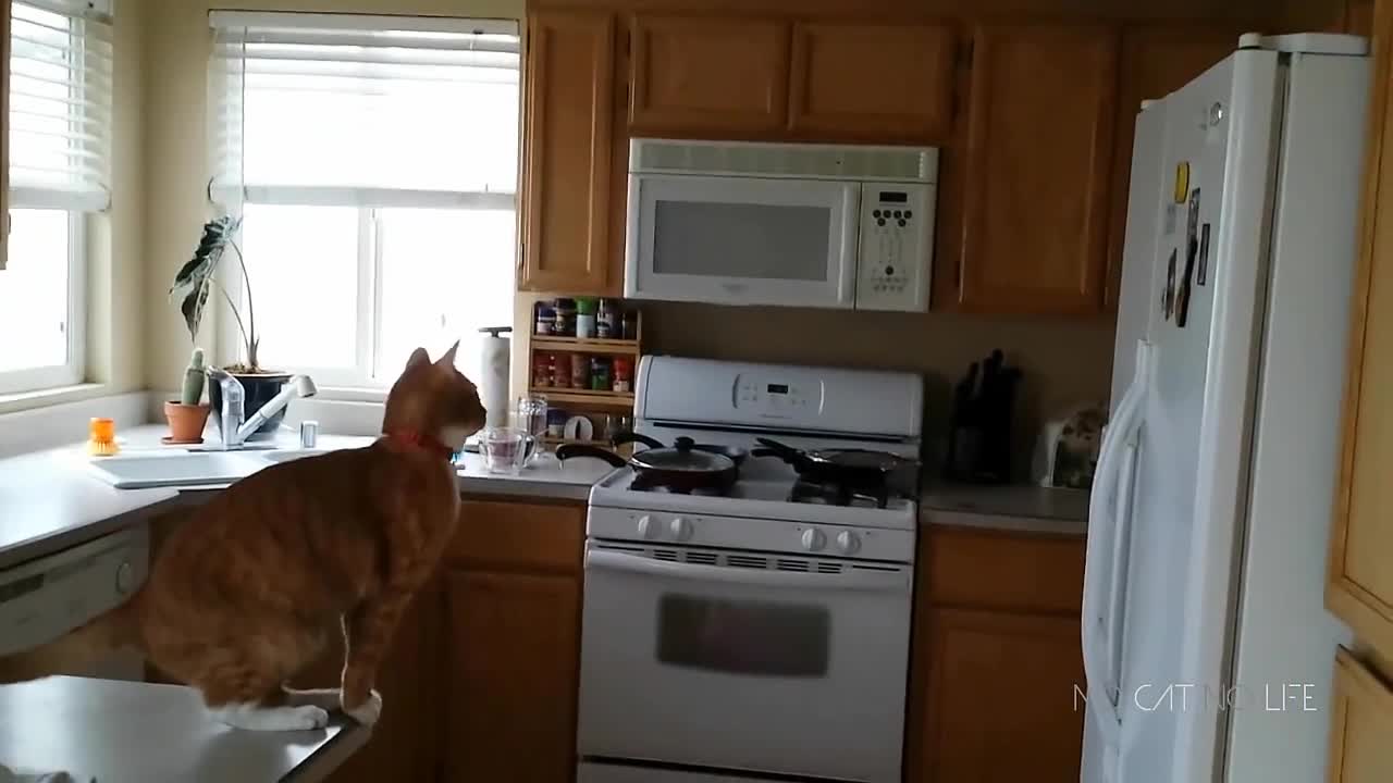 Funny Cats Jumping