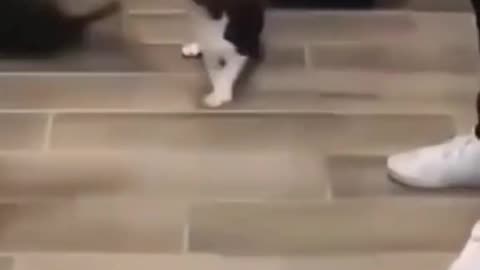 Funny Animal Clips