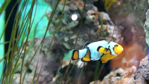 Colorful Fish Swimming in the water