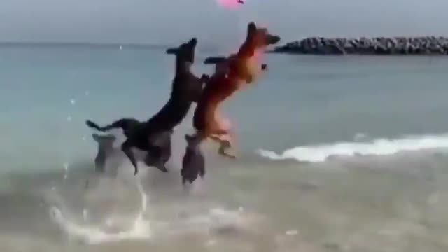 Dog's Playing In Sea Beach|| Funny Dog's In Beach||