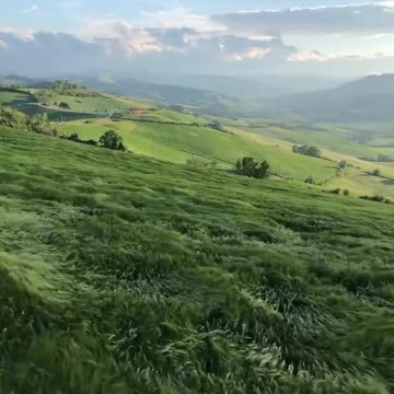 Mesmerizing grass waves as wind blows across the hills of Bologna