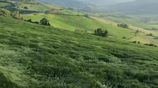 Mesmerizing grass waves as wind blows across the hills of Bologna