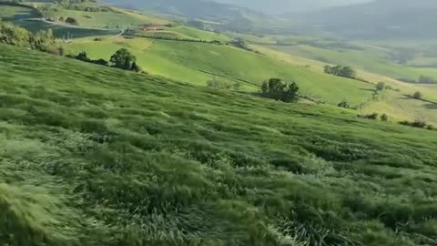 Mesmerizing grass waves as wind blows across the hills of Bologna