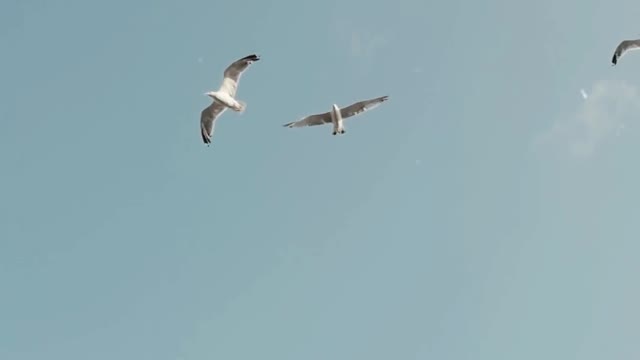 Seagulls Flying Against Blue Sky