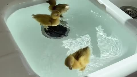 Ducks in the kitchen sink