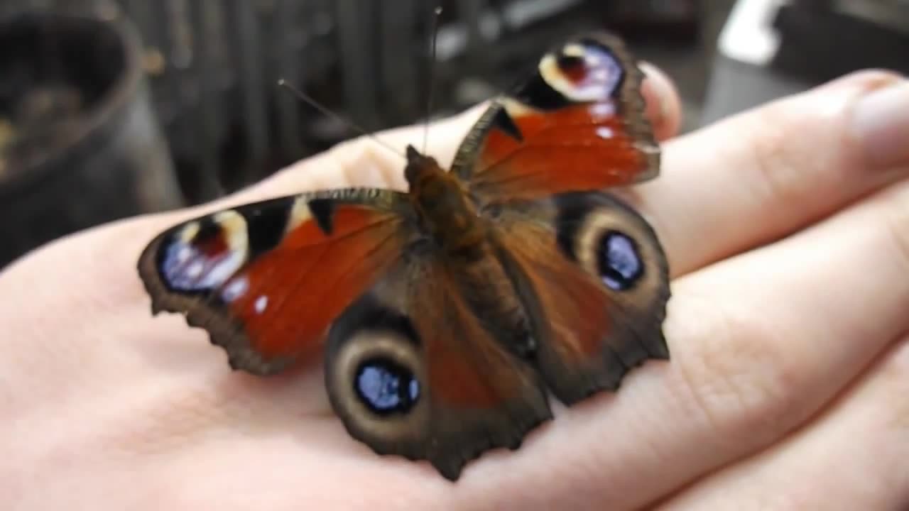 Beautiful butterfly. The sound of the wing. Peacock.