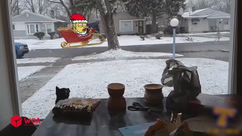 Funniest Animal Video #Woa doodles