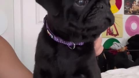 Cute Dog Video