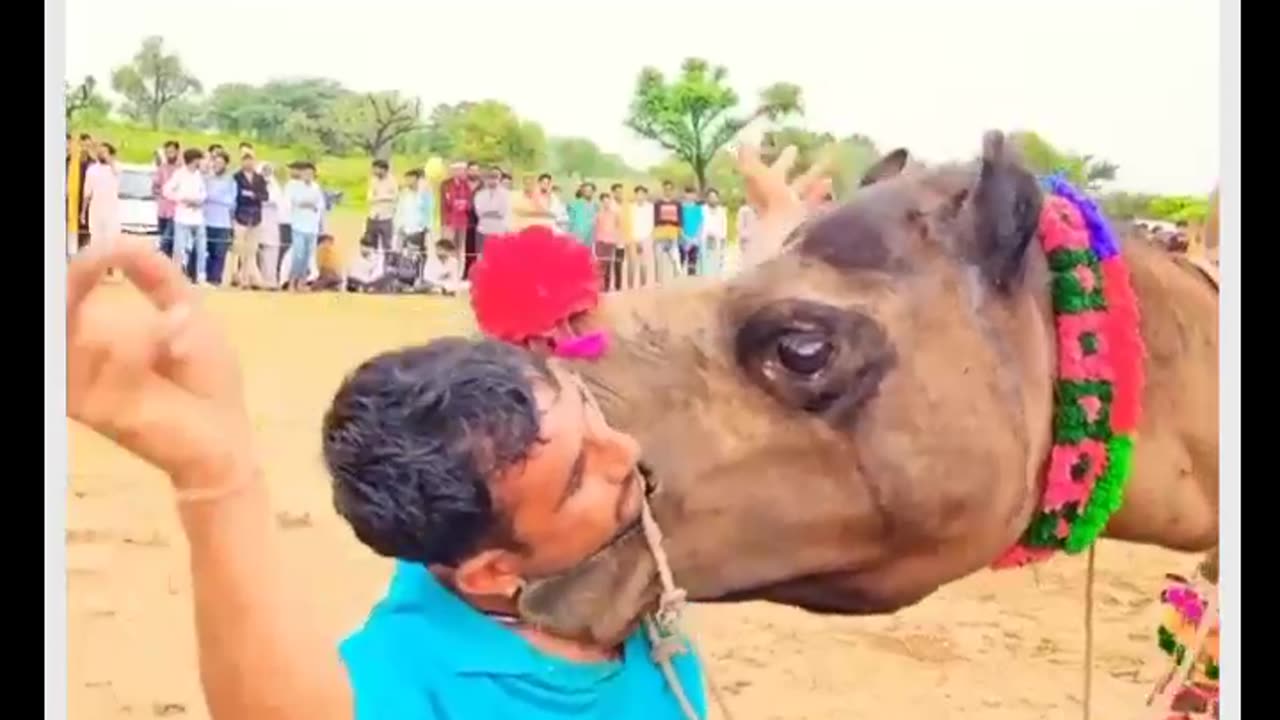 Camel 😱😱😱