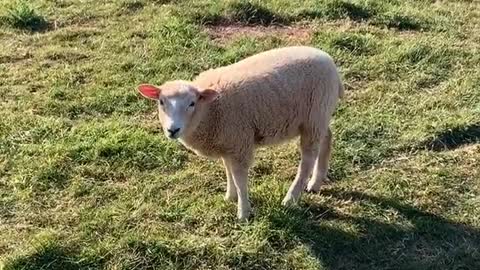 Cute sheep smile to Camera