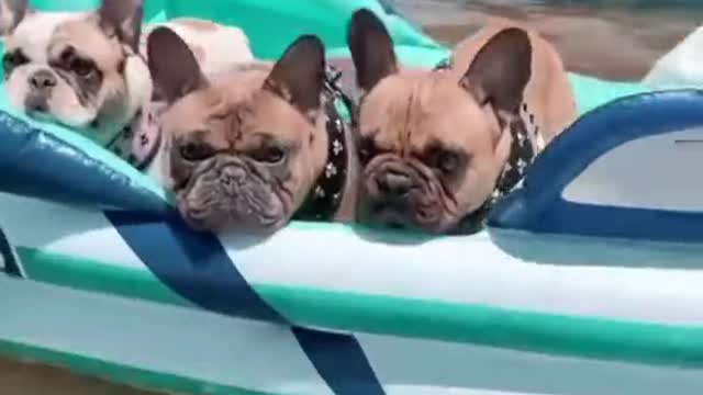 Dogs sail to your inflatable boat