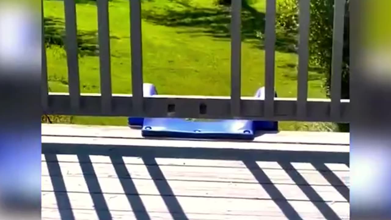 pet funny