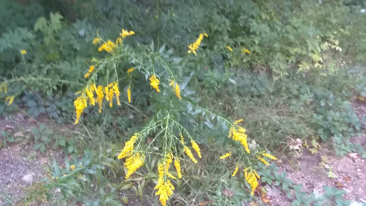 Goldenrod