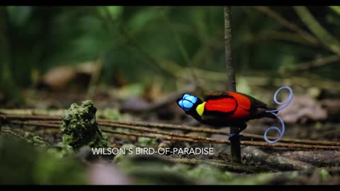 Tanah Papua: A Paradise for Birds