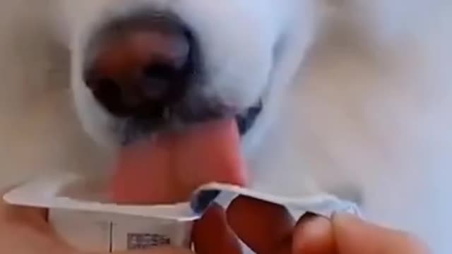 Funny Dog Videos 2021🤣 🐶 It's time to LAUGH with Dog's life #