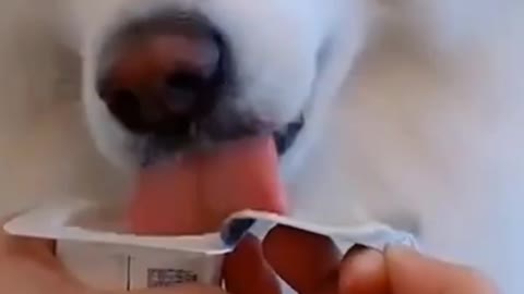 Funny Dog Videos 2021🤣 🐶 It's time to LAUGH with Dog's life #