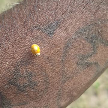 Finding out lady bugs bite!