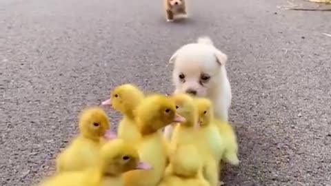 Dogs and ducks