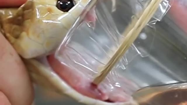 Snake