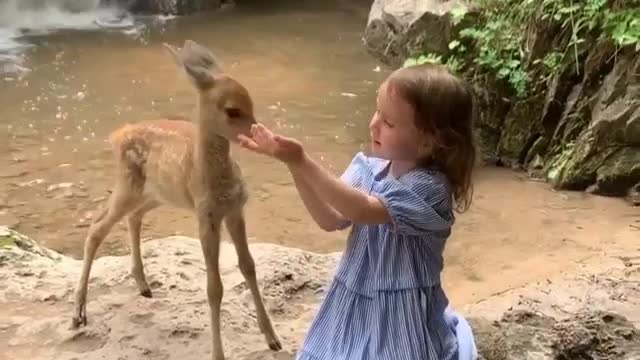 deer and cuty pie