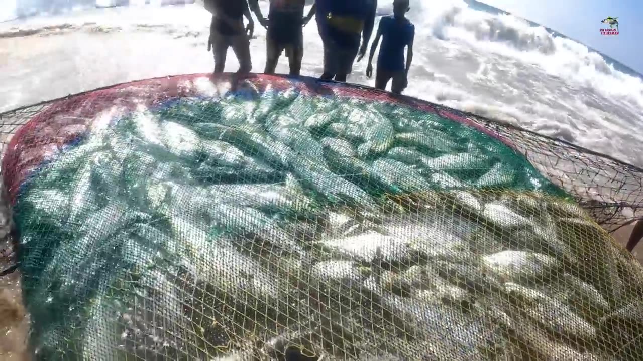 200 kg fish catching in beach