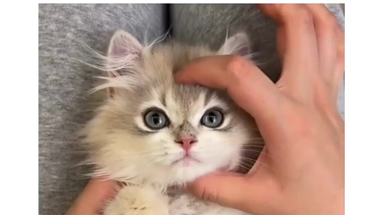 cute cat 🐈