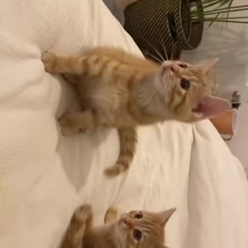 Funny Cats