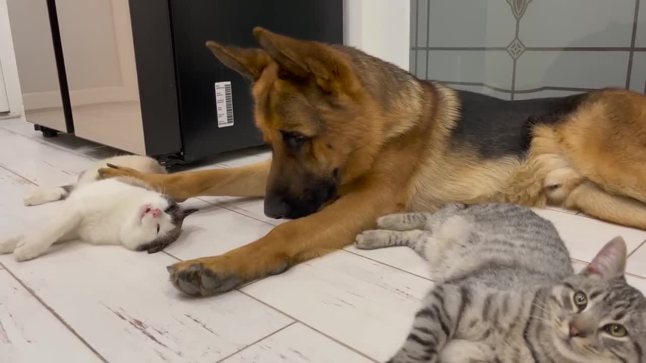 The German Shepherd is the Best Friend for Cats