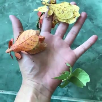 The Incredible camouflage of leaf insects