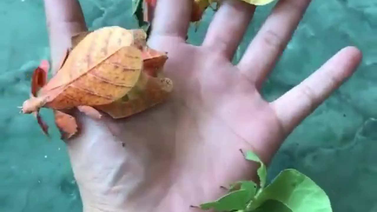 The Incredible camouflage of leaf insects