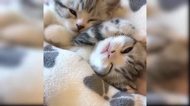 Baby Cats - Cute and Funny Cat Videos Compilation #16 | funnycog