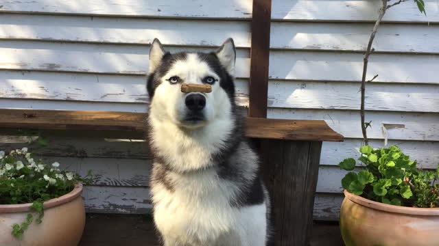 Husky shows tricks