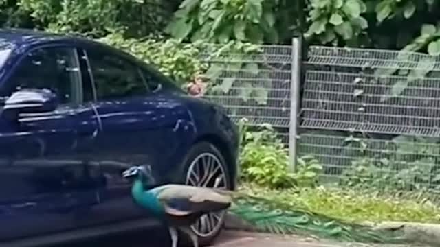 Sentosa Peacock fights its reflection in Porsche