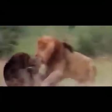 black beer vs Big lion Fight