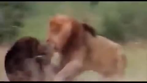 black beer vs Big lion Fight