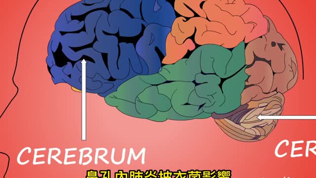 「挖鼻孔」 增罹患阿茲海默風險