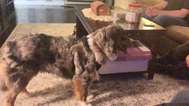 Fun with the Pets New Years Eve/Day 2023