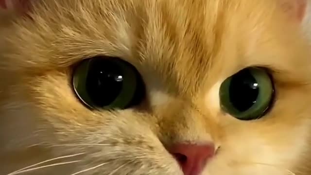 Funy cat