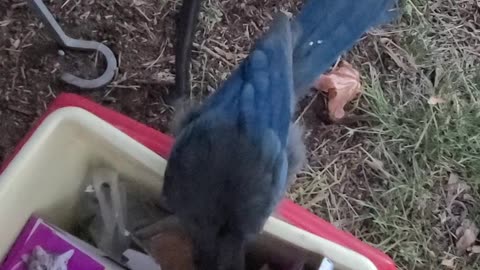 Meet Gabby the Blue Jay